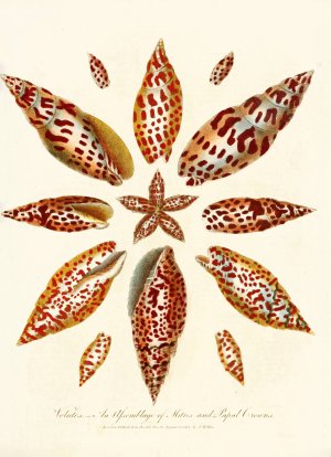 Encyclopaedia londinensis - Conchology Pl. 06 by John Chapman Oil Painting