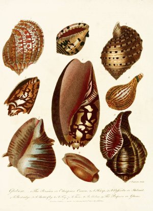 Encyclopaedia londinensis - Conchology Pl. 07 by John Chapman Oil Painting