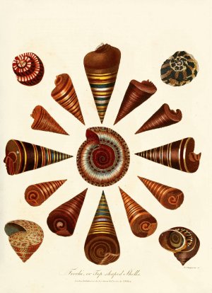 Encyclopaedia londinensis - Conchology Pl. 08 by John Chapman Oil Painting