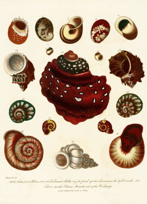 Encyclopaedia londinensis - Conchology Pl. 09 by John Chapman Oil Painting