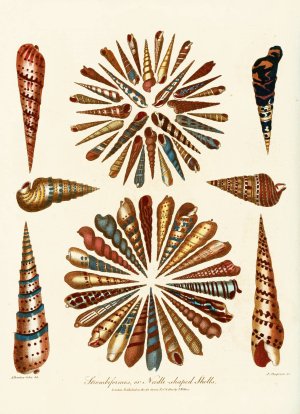 Encyclopaedia londinensis - Conchology Pl. 11 by John Chapman Oil Painting