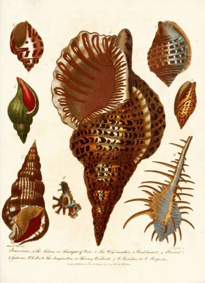 Encyclopaedia londinensis - Conchology Pl. 12 by John Chapman Oil Painting