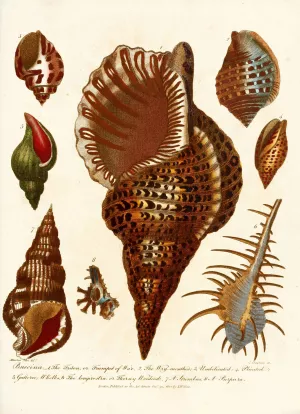 Encyclopaedia londinensis - Conchology Pl. 12 by John Chapman Oil Painting