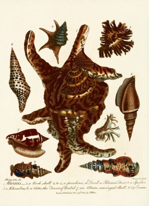 Encyclopaedia londinensis - Conchology Pl. 13 by John Chapman Oil Painting