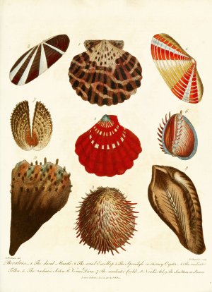 Encyclopaedia londinensis - Conchology Pl. 14 by John Chapman Oil Painting