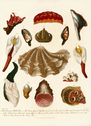 Encyclopaedia londinensis - Conchology Pl. 15 by John Chapman Oil Painting