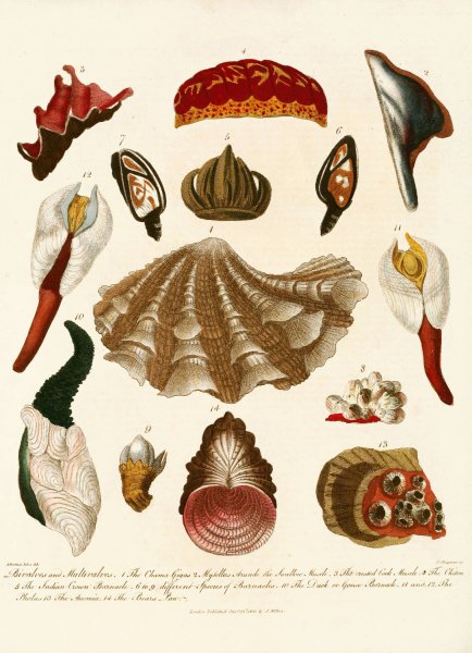 Main Product Photo of Encyclopaedia londinensis - Conchology Pl. 15  Painting by John Chapman