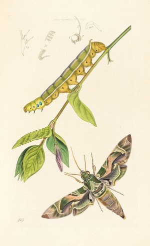 British Entomology by John Curtis Oil Painting