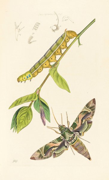 Main Product Photo of British Entomology  Painting by John Curtis