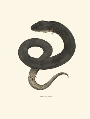 Amphiuma means by John Edwards Holbrook Oil Painting