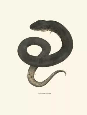 Amphiuma means by John Edwards Holbrook Amphiuma means by John Edwards Holbrook Oil Painting