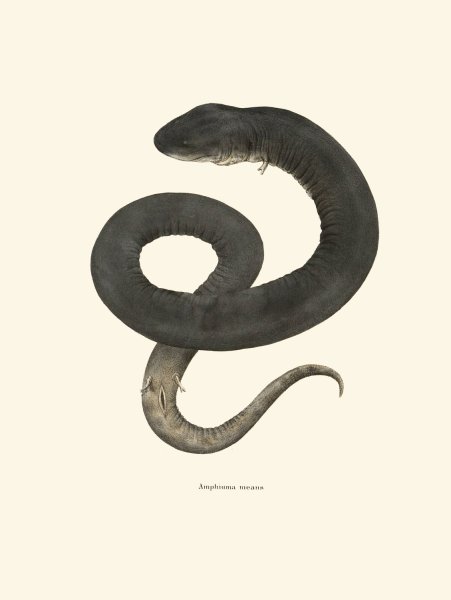 Main Product Photo of Amphiuma means  Painting by John Edwards Holbrook