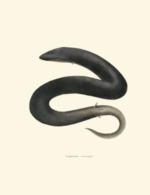Amphiuma tridactyla by John Edwards Holbrook Oil Painting