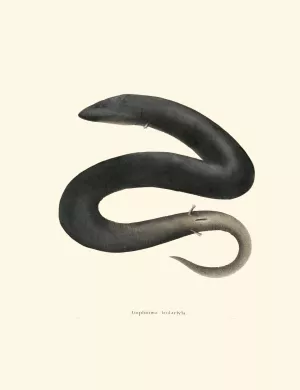 Amphiuma tridactyla by John Edwards Holbrook Amphiuma tridactyla by John Edwards Holbrook Oil Painting