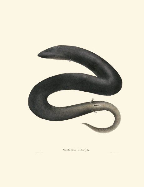 Amphiuma tridactyla  by John Edwards Holbrook - Hand-Painted Oil Painting Reproduction
