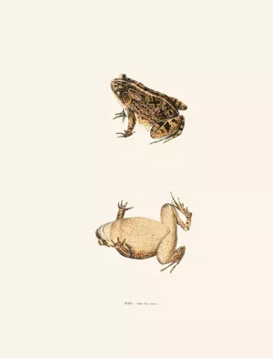 Bufo Americanus Oil painting by John Edwards Holbrook
