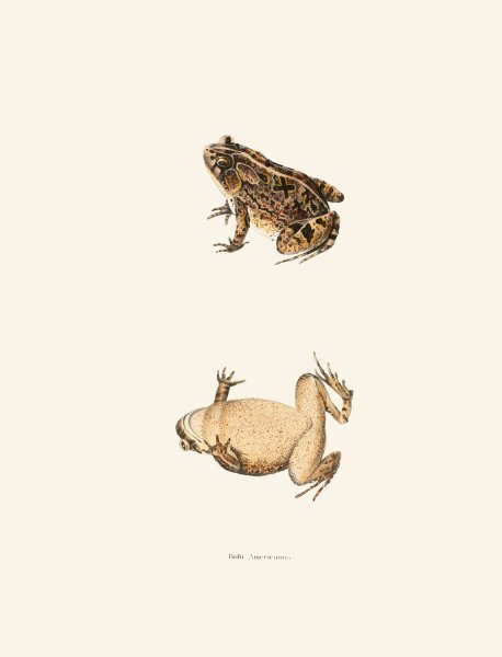 Main Product Photo of Bufo Americanus  Painting by John Edwards Holbrook