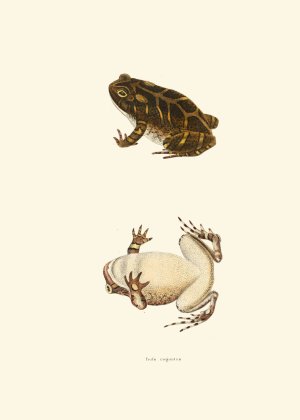 Bufo cognatus by John Edwards Holbrook Oil Painting