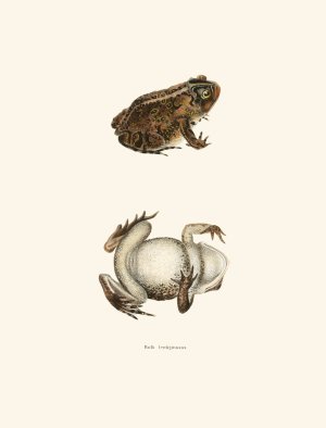 Bufo lentiginosus by John Edwards Holbrook Oil Painting