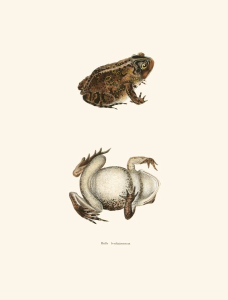 Main Product Photo of Bufo lentiginosus  Painting by John Edwards Holbrook