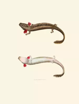 Menobranchus lateralis by John Edwards Holbrook Menobranchus lateralis by John Edwards Holbrook Oil Painting