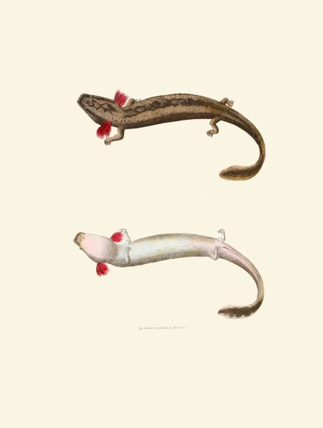 Main Product Photo of Menobranchus lateralis  Painting by John Edwards Holbrook