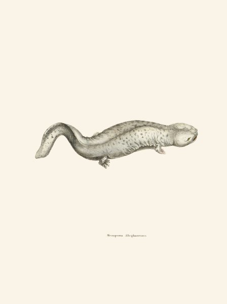 Main Product Photo of Menopoma Alleghanensis  Painting by John Edwards Holbrook
