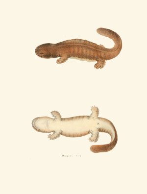 Menopoma fusca by John Edwards Holbrook Oil Painting