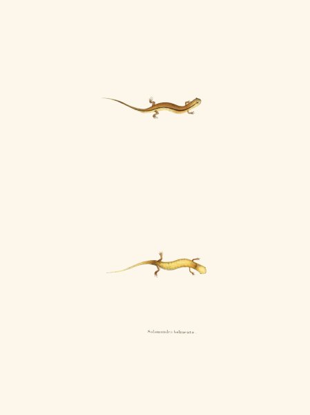 Main Product Photo of Salamandra bilineata  Painting by John Edwards Holbrook