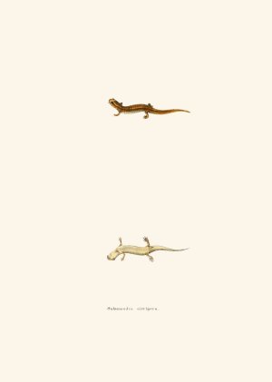 Salamandra cirrigera by John Edwards Holbrook Oil Painting