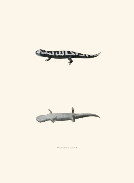 Main Product Photo of Salamandra fasciata  Painting by John Edwards Holbrook