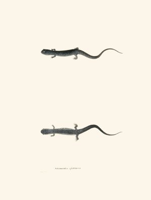 Salamandra glutinosa by John Edwards Holbrook Oil Painting