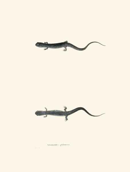 Main Product Photo of Salamandra glutinosa  Painting by John Edwards Holbrook