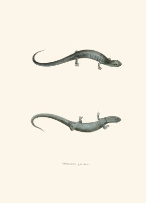 Salamandra granulata by John Edwards Holbrook Oil Painting