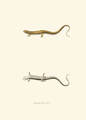 Salamandra gutto-lineata by John Edwards Holbrook Oil Painting