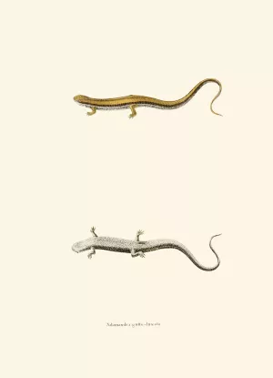 Salamandra gutto-lineata Oil painting by John Edwards Holbrook