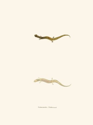 Salamandra Haldemani by John Edwards Holbrook Oil Painting