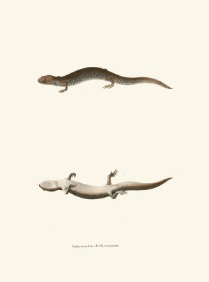 Salamandra Jeffersoniana by John Edwards Holbrook Oil Painting
