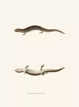Salamandra Jeffersoniana by John Edwards Holbrook Salamandra Jeffersoniana by John Edwards Holbrook Oil Painting