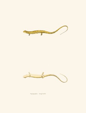 Salamandra longicauda by John Edwards Holbrook Oil Painting