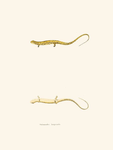 Main Product Photo of Salamandra longicauda  Painting by John Edwards Holbrook