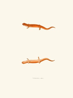 Salamandra rubra by John Edwards Holbrook Oil Painting