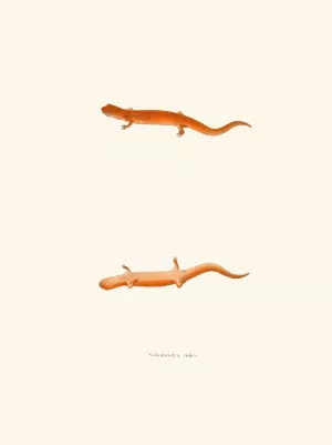 Salamandra rubra Oil painting by John Edwards Holbrook