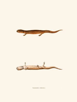 Salamandra salmonea by John Edwards Holbrook Oil Painting