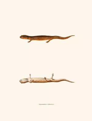 Salamandra salmonea by John Edwards Holbrook Salamandra salmonea by John Edwards Holbrook Oil Painting