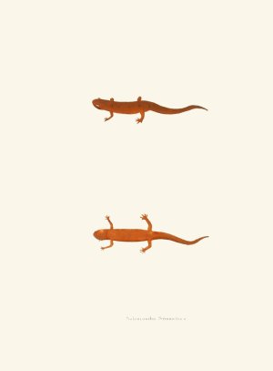 Salamandra symmetrica by John Edwards Holbrook Oil Painting