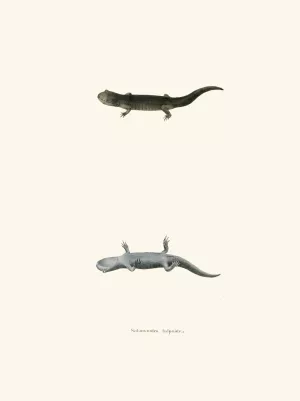 Salamandra talpoidea by John Edwards Holbrook Salamandra talpoidea by John Edwards Holbrook Oil Painting