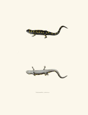 Salamandra venenosa by John Edwards Holbrook Oil Painting