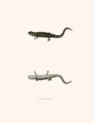 Salamandra venenosa by John Edwards Holbrook Salamandra venenosa by John Edwards Holbrook Oil Painting