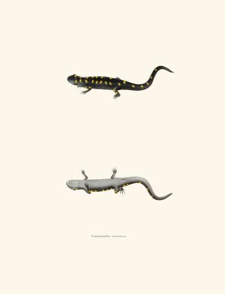 Main Product Photo of Salamandra venenosa  Painting by John Edwards Holbrook